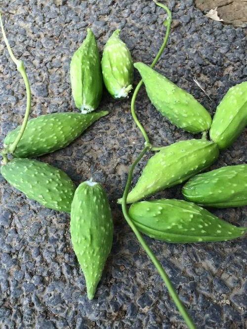 孕妇是否可以吃马兰瓜,马兰瓜的适宜与禁忌