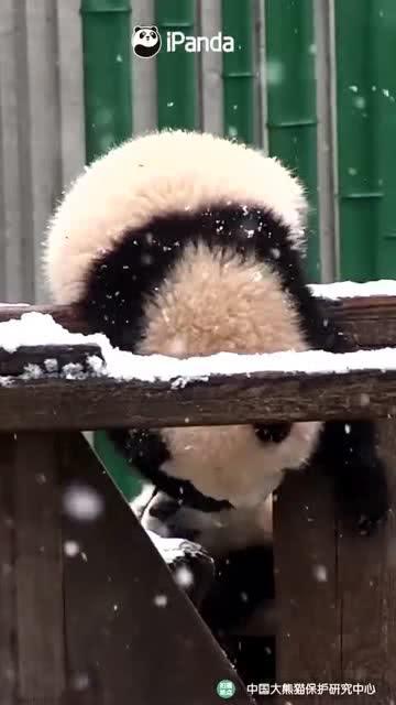 吃瓜小熊ricky,揭秘娱乐圈幕后故事