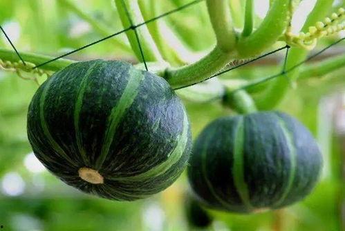 费洛蒙中毒 吃瓜,吃瓜也能引发的健康危机