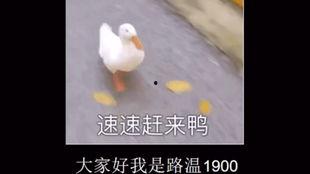 网红鸭子对话语录视频,鸭界“金句”大盘点
