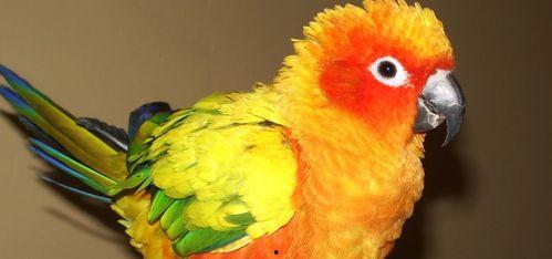 鹦鹉吃不吃小瓜叶子