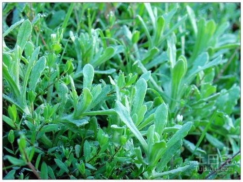 鼠曲草头条百科,传统药用植物的现代探索与利用